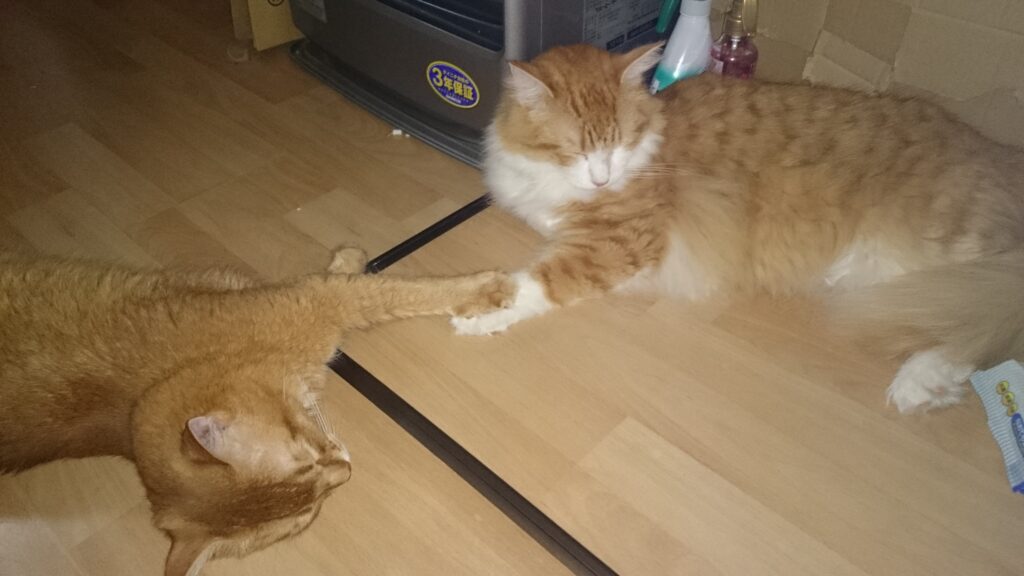 寄り添って眠るノルウェージャンとソマリの猫たち