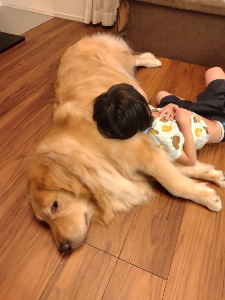 ゴールデンレトリバーに寄り添って眠る子ども。安心感に包まれた癒しのひととき。